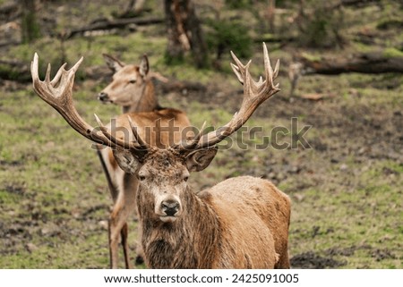 Close-up of a male deer stag buck with huge antlers (Cervidae) Royalty-Free Stock Photo #2425091005