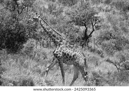 Giraffe (Giraffa camelopardalis) is an African even-toed ungulate mammal, the tallest of all extant land-living animal species, and the largest ruminant. Royalty-Free Stock Photo #2425093365