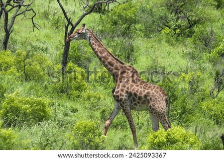 Giraffe (Giraffa camelopardalis) is an African even-toed ungulate mammal, the tallest of all extant land-living animal species, and the largest ruminant. Royalty-Free Stock Photo #2425093367