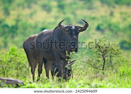 Wildebeest or wildebai, also called the gnu is an antelope of the genus Connochaetes. It is a hooved (ungulate) mammal. Royalty-Free Stock Photo #2425094609