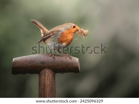 Beautiful Robin helping with the Gardening.  Royalty-Free Stock Photo #2425096329