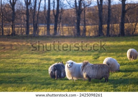 Icelandic Sheep in the Reykholt area