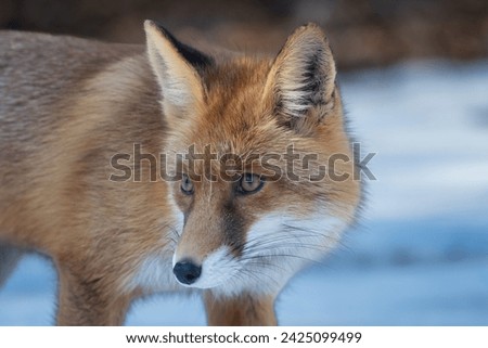 A wildlife picture of a curious fox watching very carefully to observe any movement of a potential prey. Vulpes vulpes . Eating rodents animal.