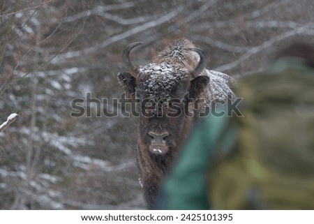 A wildlife photographer taking pictures of a bison on a snowy day. The bison is very clear and the photographer is not in focus.