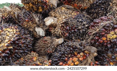 Oil palm (Elaeis guineensis) belong to the order Arecales, family Arecaceae. Oil palm can grow well in the tropics. This plant is used in commercial agriculture to produce palm oil.