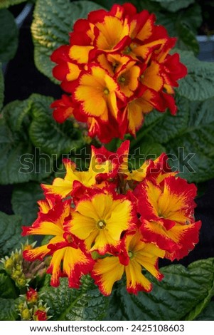 Beautiful Primula Polyantha Firecracker or Polyanthus flowers (Primula Polyantha ) Royalty-Free Stock Photo #2425108603