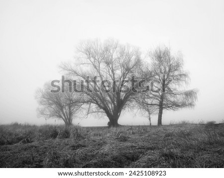 A moody black and white photo of three barren trees on a foggy morning in Liberty Lake, Washington.