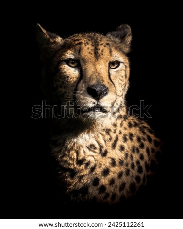 A portrait photo of a beautiful cheetah on a black background