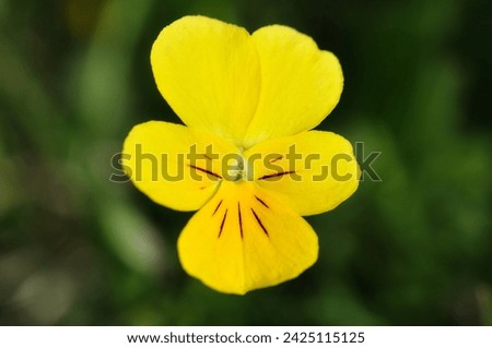 Wild yellow viola flower close up