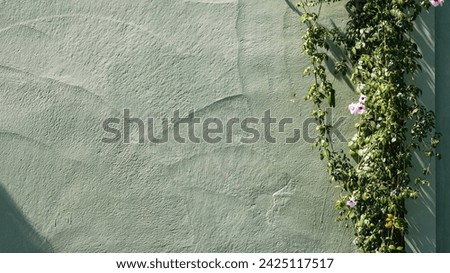 Wide texture of old concrete wall with creeper vines. Green foliage on whitewashed cement surface panoramic banner background.