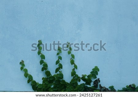 Plants that creep on walls