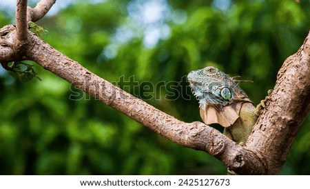 
iguana stops in tree on the island of San Andres, Colombia Royalty-Free Stock Photo #2425127673