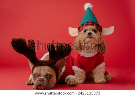 dog in santa hat dog in santa claus hat christmas dog in santa hat