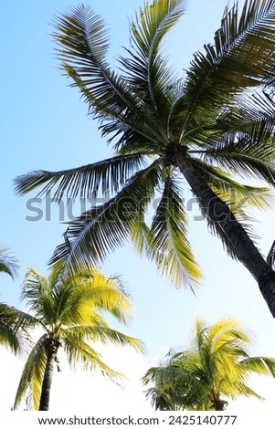 view from below of a group of palm trees in the Caribbean, in the background you can see the sky