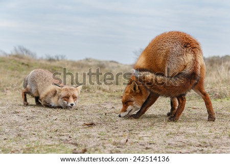 Two red foxes having a argument.