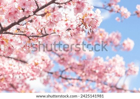 Beautiful and cute pink Kawazu Zakura (cherry blossom) against blue sky, wallpaper background. Tokyo, Japan Royalty-Free Stock Photo #2425141981