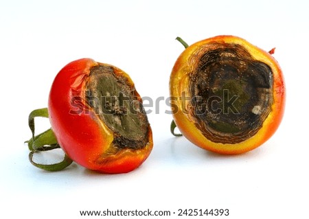 Tomato fruit affected by Blackened Fruit End - due to blossom end rot, which signals a calcium deficiency. Uneven watering practices, nitrogen, and temperature fluctuations are contributing factors. Royalty-Free Stock Photo #2425144393