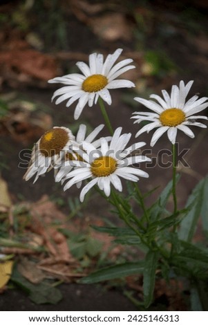 Daisies in the garden of the house