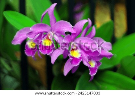 Blooming purple cattleya orchid flowers with green leaves in the background, image for mobile phone screen, display, wallpaper, screensaver, lock screen and home screen or background