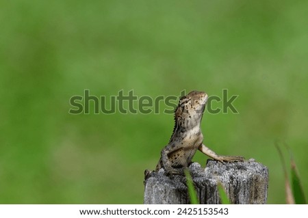 Garden Lizard. These Changeable Lizards are territorial during breeding season and male can be easily distingu, chameleon lizard on green, nature 
 background, selective focus.