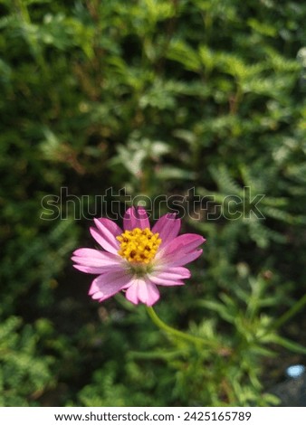creative layout made of green leaves and pink flower, nature concept
