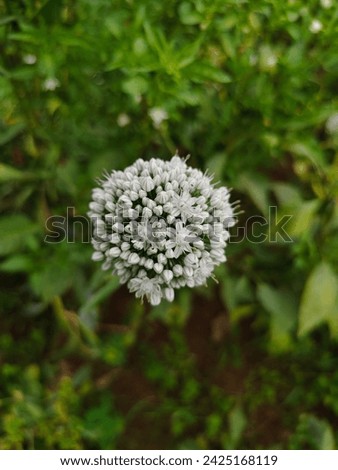 onion flower hd stock photography and image.