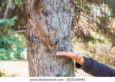 A squirrel in the autumn eats nuts from a human hand. Eurasian red squirrel, Sciurus vulgaris.