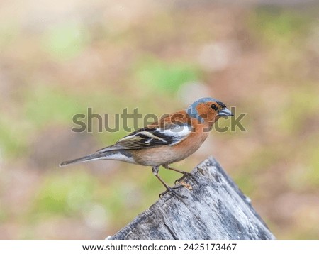 Common chaffinch sits on a tree. Beautiful songbird Common chaffinch in wildlife. The common chaffinch or simply the chaffinch, latin name Fringilla coelebs. Royalty-Free Stock Photo #2425173467
