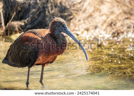 The glossy ibis, latin name Plegadis falcinellus, searching for food in the shallow lagoon. A brown ibis stands in the water on the shore of the lake. Royalty-Free Stock Photo #2425174041
