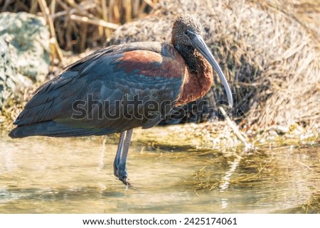 The glossy ibis, latin name Plegadis falcinellus, searching for food in the shallow lagoon. A brown ibis stands in the water on the shore of the lake. Royalty-Free Stock Photo #2425174061