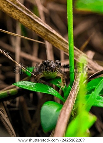 A frog with a very natural close up macro photo without settings is an animal that can live in two places
