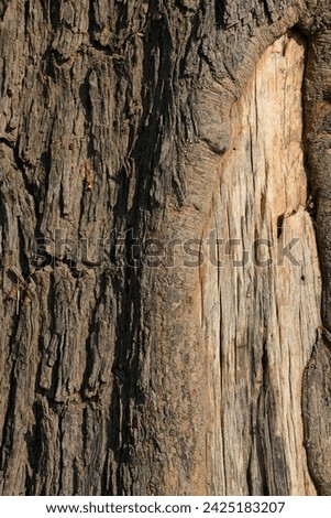 Old tree texture. Bark pattern, For background wood work, Bark of brown hardwood, thick bark hardwood, residential house wood. nature, tree, bark, hardwood, trunk, tree , tree trunk close up texture Royalty-Free Stock Photo #2425183207