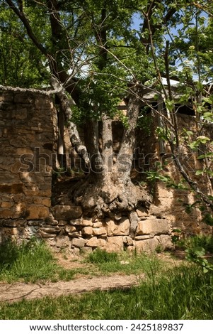 Large tree with green leaves growing in a rock wall next to a walking path at a castle ruin in Rhienland Pfalz, Germany. Royalty-Free Stock Photo #2425189837