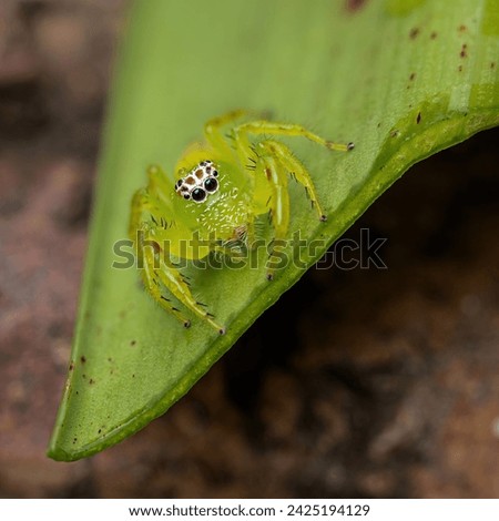 A Green Jumping Spider, the largest Australian jumping spider, sitting on a leaf and striking fear into other insects with its fearsome pose in a garden on the Gold Coast in Queensland, Australia. Royalty-Free Stock Photo #2425194129