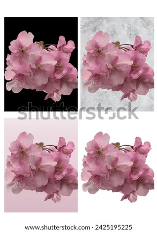 1 set isolated close up of sakura flower cherry blossoms with various backgrounds.