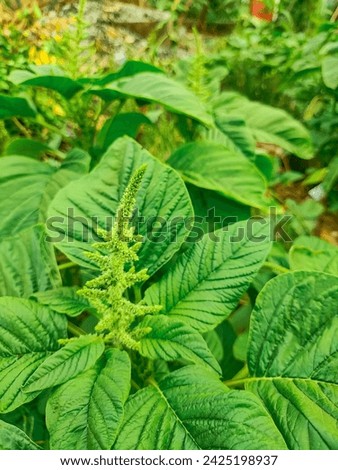 Green leaf vegetable Amaranthus viridis blooming in garden nature background