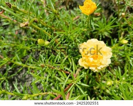 Rose purslane or rose moss (Portulaca grandiflora) is an ornamental plant belonging to the Portulacaceae family originating from South America.
