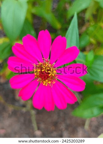 Stunning close-up of Zinnia Elegans(youth-and-age,Common Zinnia) pink flower with details selective focus blurred background top ankle view hd hi-res jpg stock image photo picture.