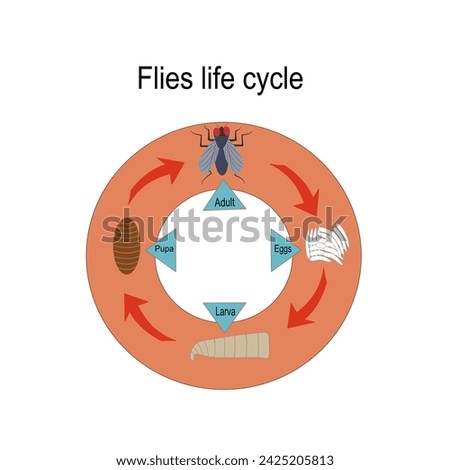 Flies life cycle, vector illustration