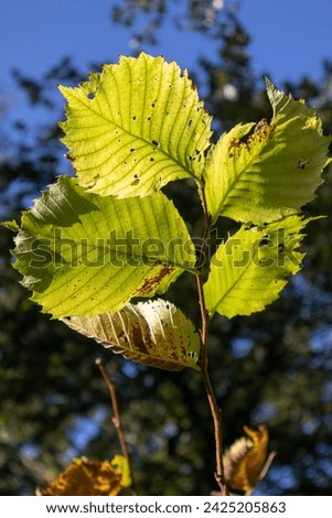 Bright green leaves on the background of a bright blue sky - photo, macro. Deep forest.