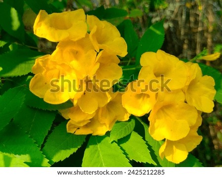 Stunning Tecoma Stans(Yellow bells,Yellow elder,Yellow trumpet bush,Ginger thomas,African tulip,Gauri chauri) ornamental flowers  with leaves macro jpg hd hi-res stock image photo picture side view.