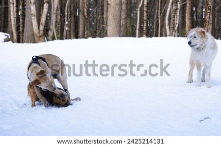 Two Dogs Having Fun in the Snow While Another Dog Watches