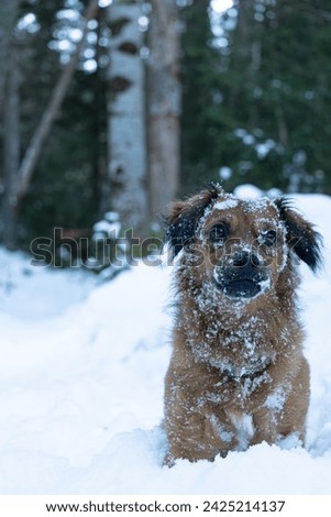 A Reddish Basque Shepherd Dog of the Gorbea Variety in the Snow.