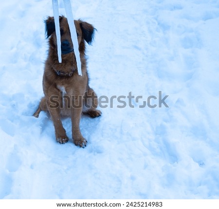 A Brown Dog Sitting on Snow-Covered Ground with a Leash.