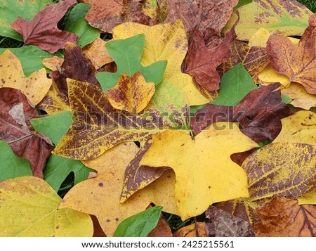 tulip poplar tree leaves with colorful autumn colors