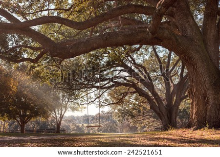 Empty rustic wooden swing hanging by rope on large live oak tree branch in the countryside at a farm or ranch looking serene peaceful calm relaxing beautiful southern Royalty-Free Stock Photo #242521651