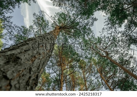 Treetops, viewed from below.. Beautiful summer forest with different trees. Pine forest beautiful background.