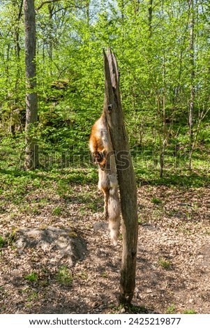 Fox pelt hanging on a pole after a hunt Royalty-Free Stock Photo #2425219877