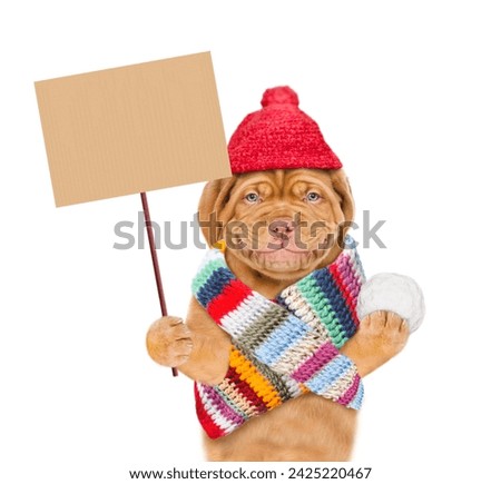 Smiling Mastiff puppy wearing warm winter woolen hat with pompon and knitted scarf holds snowball and shows empty placard. Isolated on white background