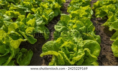 Fresh green lettuce leaves with water droplets growing in soil, organic farming concept